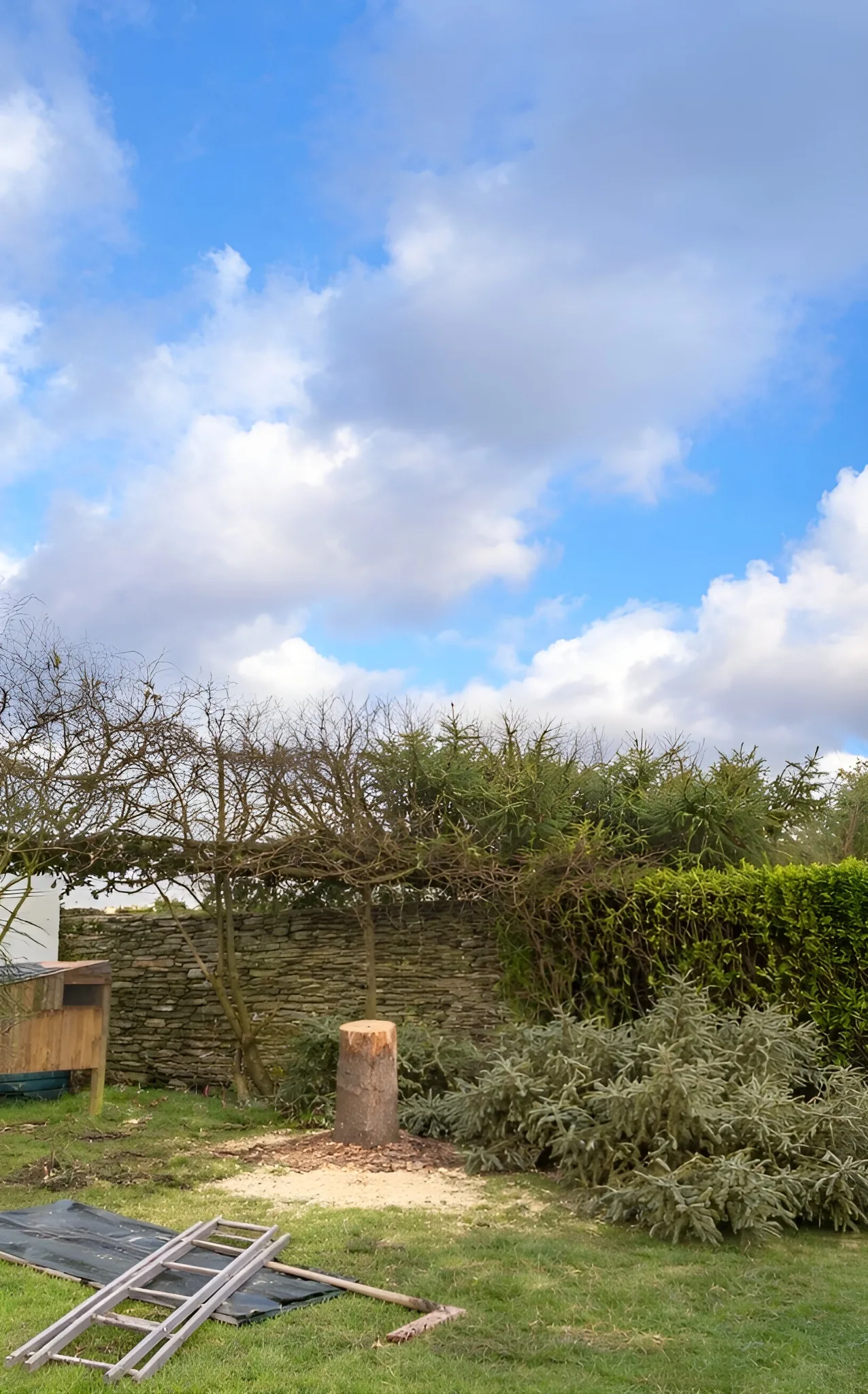 Élagage d'arbres Cherbourg - Après