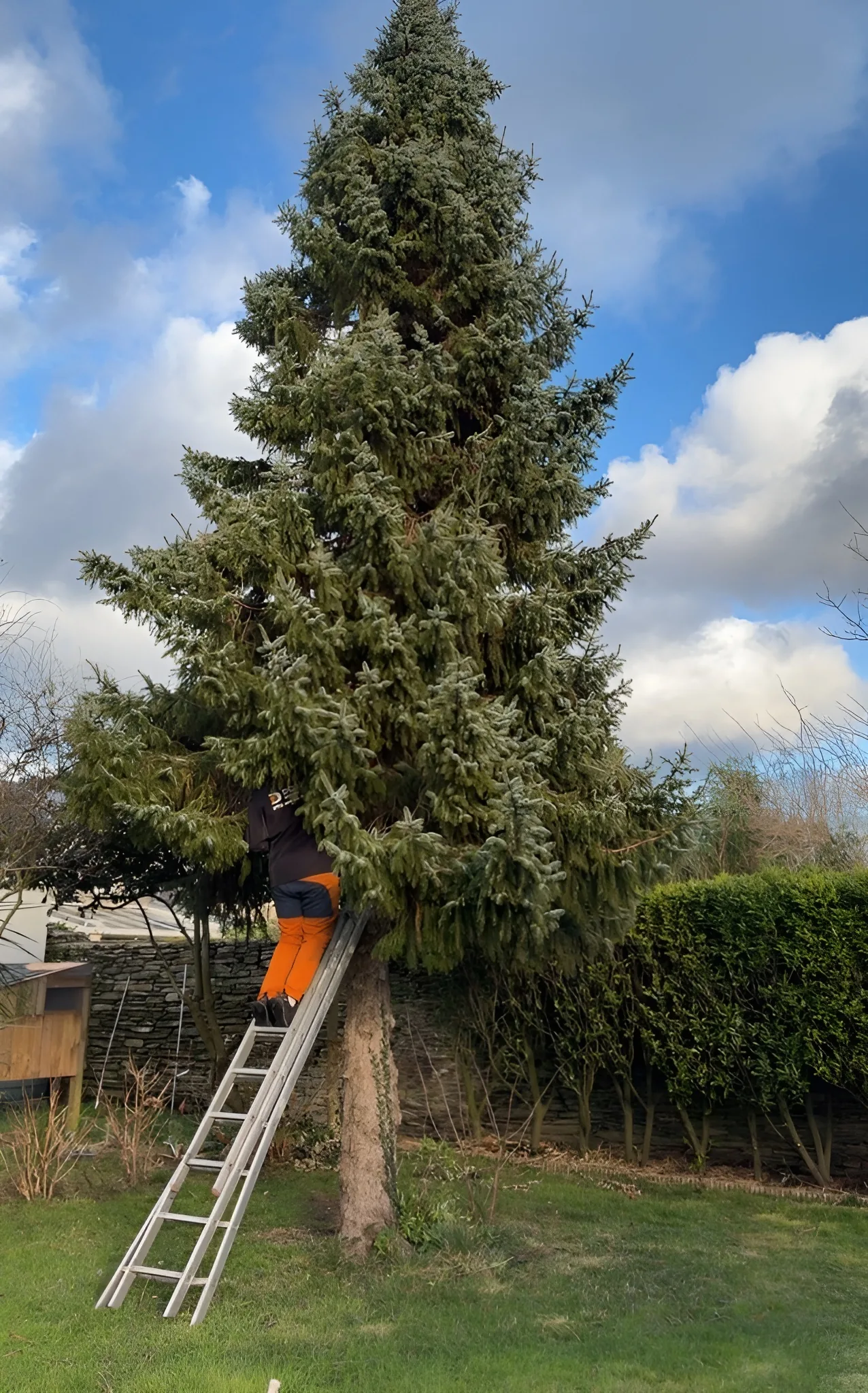 Élagage d'arbres Cherbourg - Avant