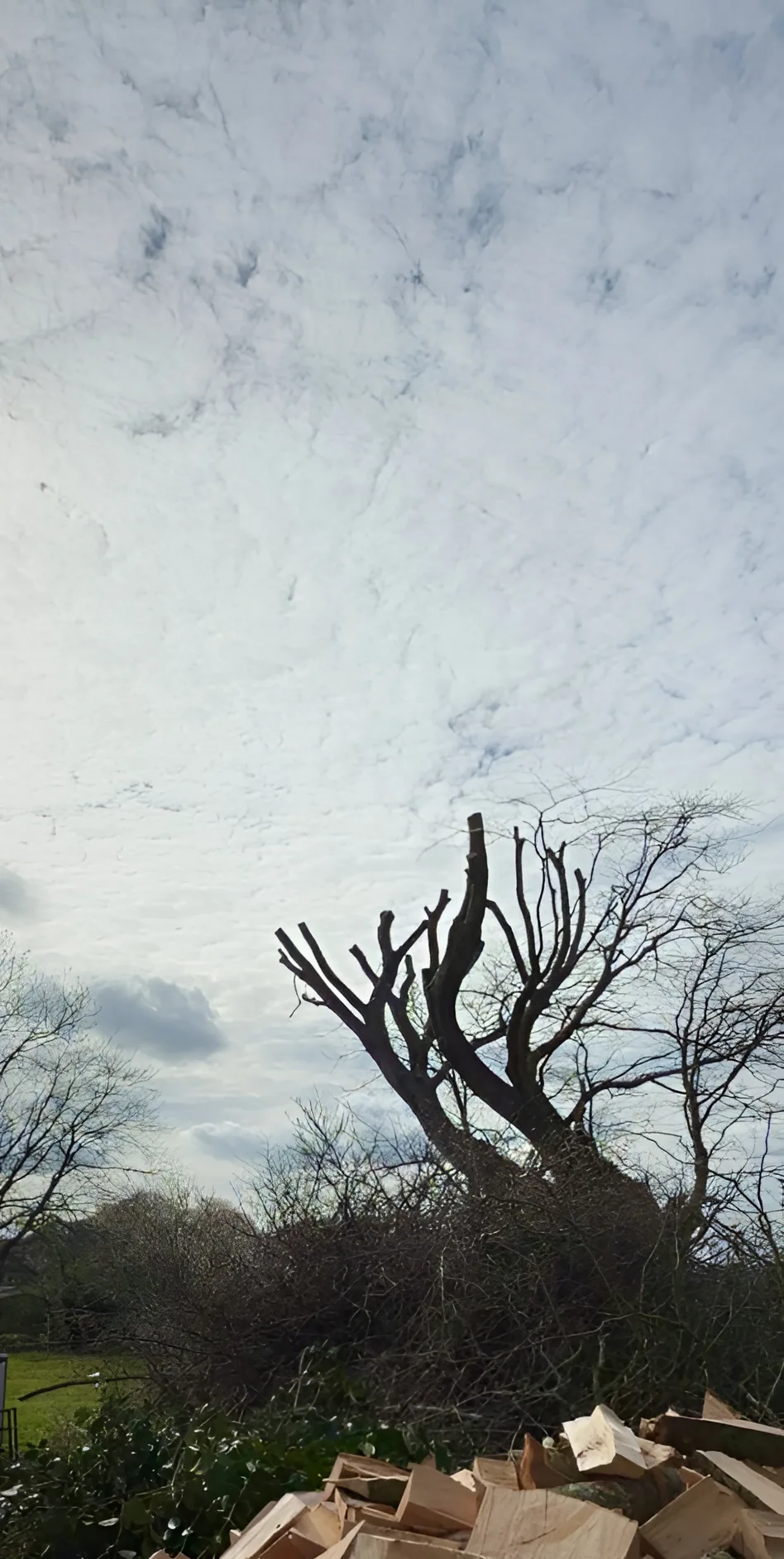 Abattage d'arbre Cherbourg - Après