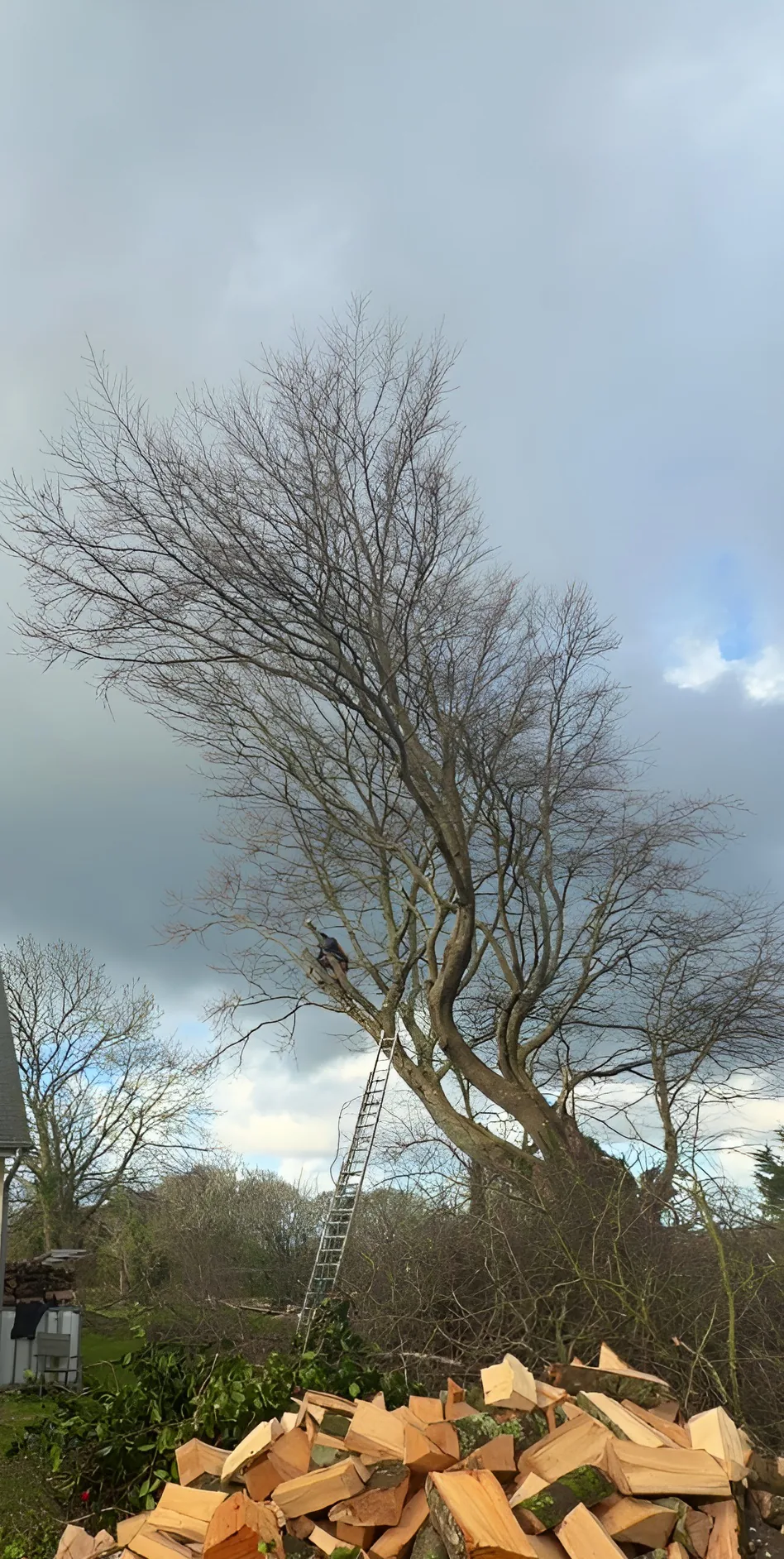 Abattage d'arbre Cherbourg - Avant