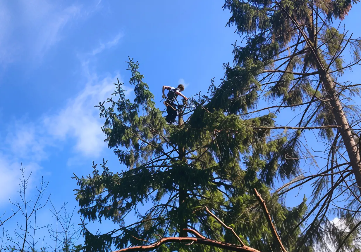 Élagage d'arbre en hauteur à Cherbourg